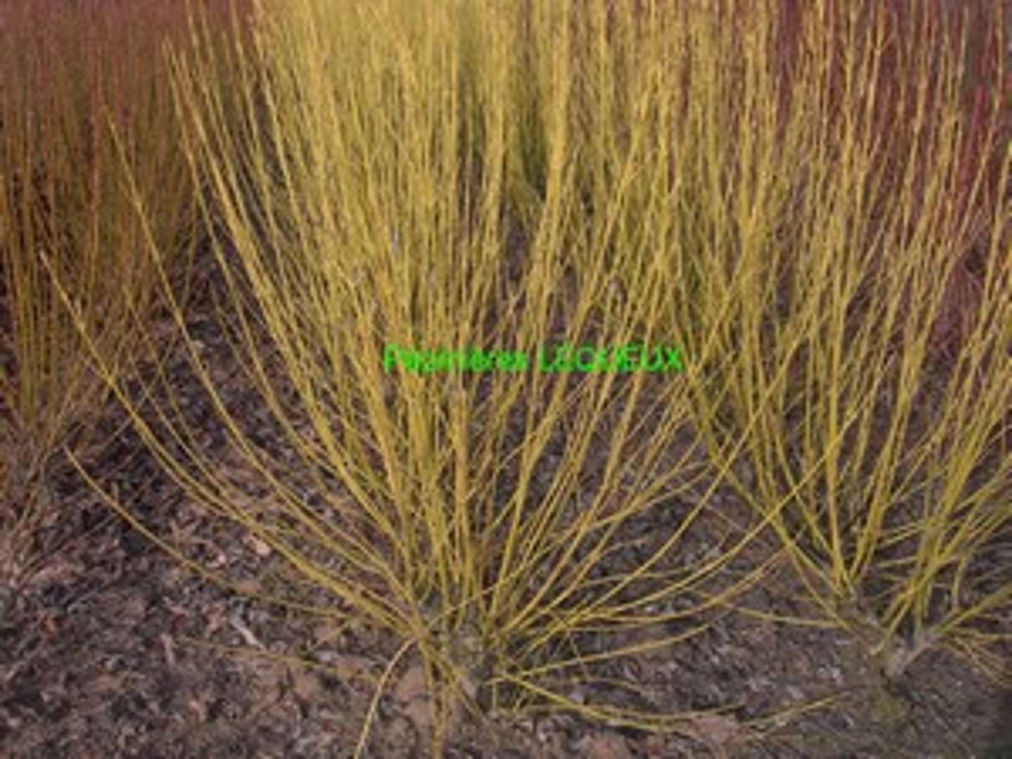  CORNOUILLER A BOIS JAUNE
